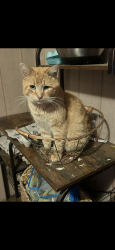 Lost Male Cat last seen Crandall and Waubascon, Battle Creek, MI 49017