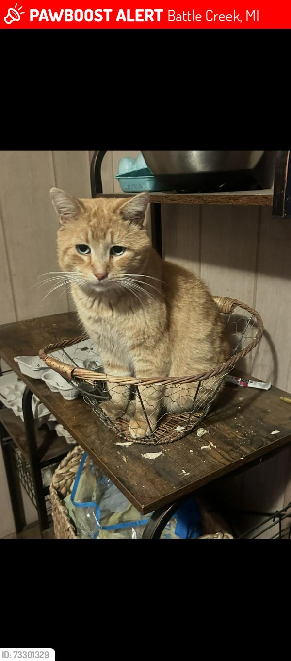 Lost Male Cat last seen Crandall and Waubascon, Battle Creek, MI 49017