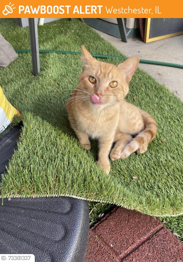 Found/Stray Male Cat last seen Newcastle Avenue and Cermak Avenue, Westchester, IL 60154