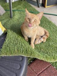 Found/Stray Male Cat last seen Newcastle Avenue and Cermak Avenue, Westchester, IL 60154