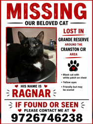 Lost Male Cat last seen Cranston and American way, Yorkville, IL 60560