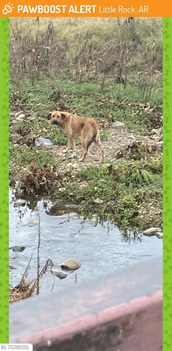 Found/Stray Unknown Dog last seen N Tyler and Markham, creed bed at War Memorial Park, Little Rock, AR 72205