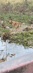 Found/Stray Unknown Dog last seen N Tyler and Markham, creed bed at War Memorial Park, Little Rock, AR 72205