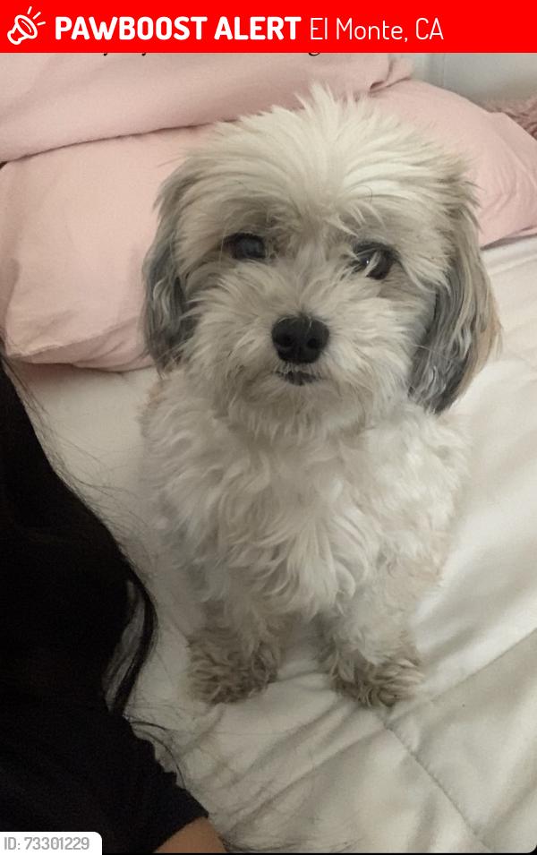 Lost Male Dog last seen Near Nevada Ave El Monte CA 91731, near El Monte High school, Cyber Yogurt,, El Monte, CA 91731