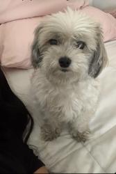 Lost Male Dog last seen Near Nevada Ave El Monte CA 91731, near El Monte High school, Cyber Yogurt,, El Monte, CA 91731
