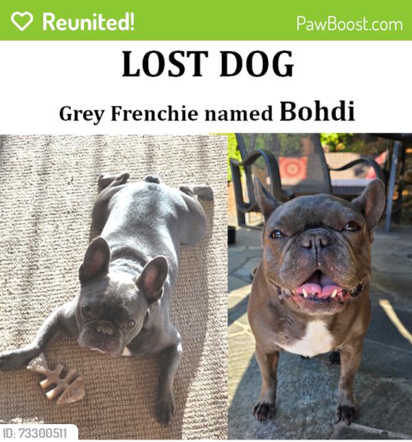 Reunited Male Dog last seen Dahlia / Endicott, Camas, WA 98607