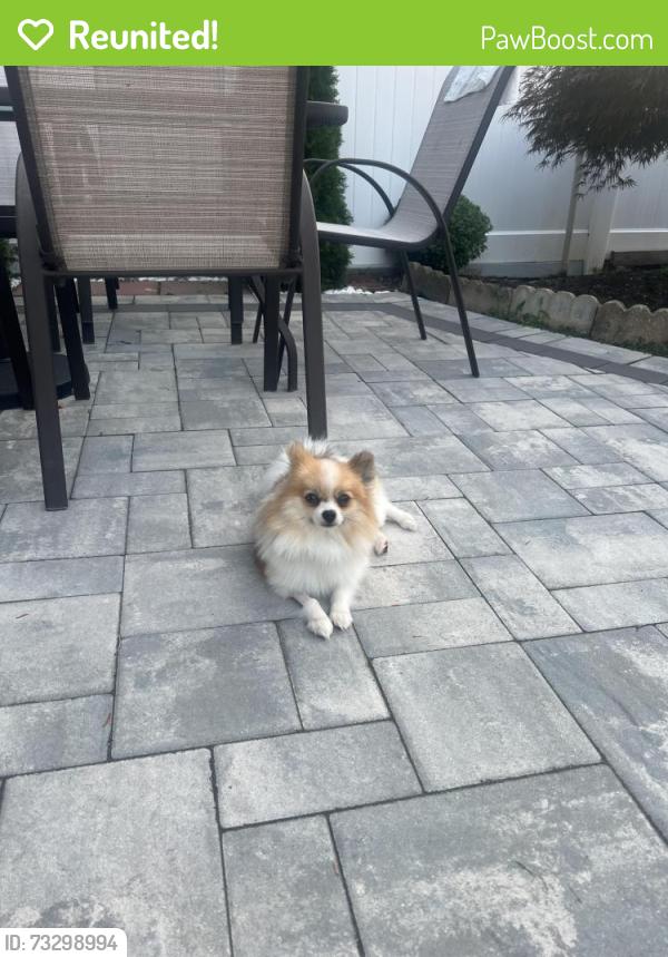 Reunited Male Dog last seen Montgomery Ave and Union blvd. Bay shore, Bay Shore, NY 11706
