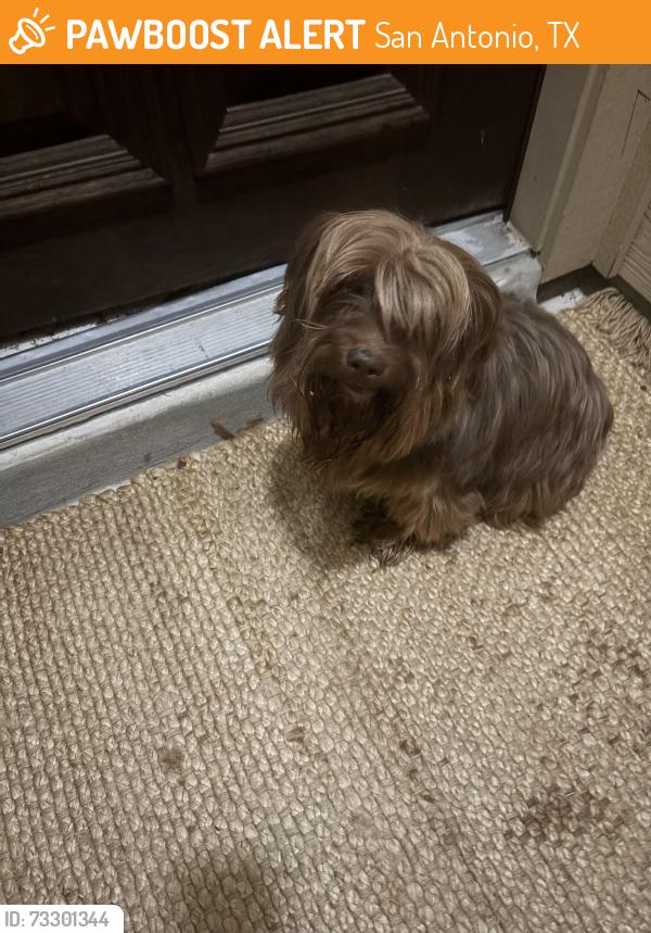 Found/Stray Unknown Dog last seen American lotus, San Antonio, TX 78245