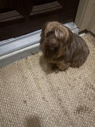 Found/Stray Unknown Dog last seen American lotus, San Antonio, TX 78245