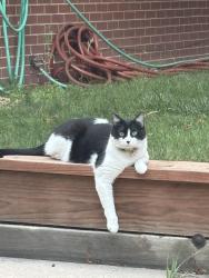 Lost Male Cat last seen S Holly St & E Iliff Ave, Holly Hills, CO 80222