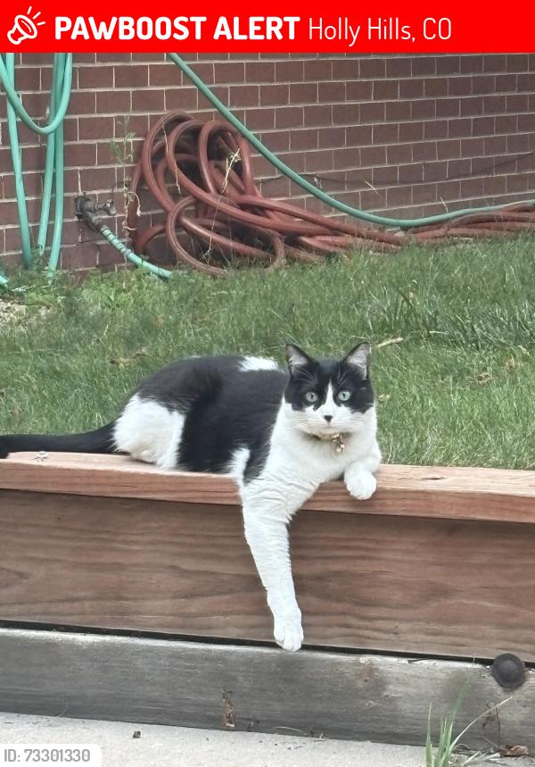 Lost Male Cat last seen S Holly St & E Iliff Ave, Holly Hills, CO 80222