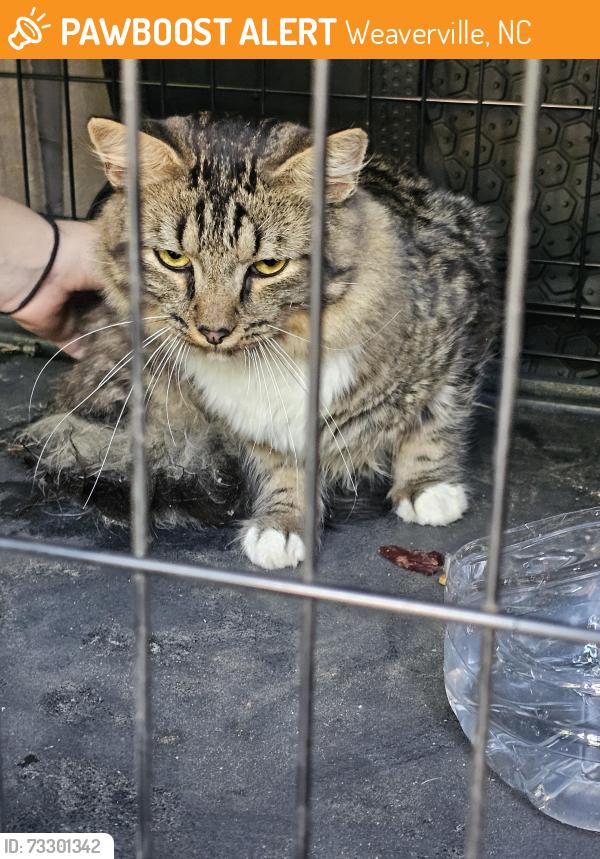 Found/Stray Male Cat last seen CA's dinner in Weaverville, Weaverville, NC 28787