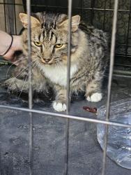 Found/Stray Male Cat last seen CA's dinner in Weaverville, Weaverville, NC 28787