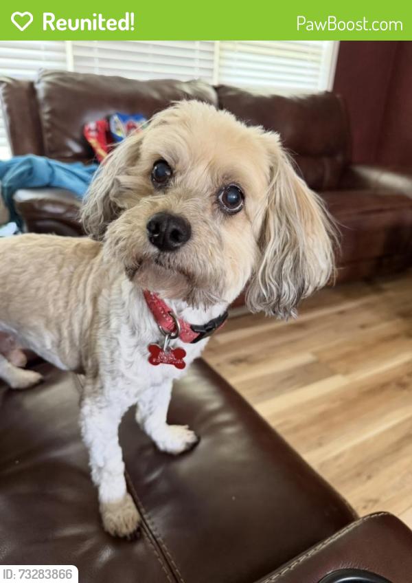 Reunited Male Dog last seen Winchester Drive, Belleville, IL 62223