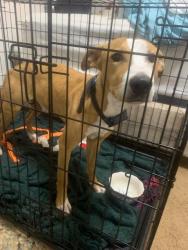 Reunited Male Dog last seen Buckingham Dr, Forney, TX, Forney, TX 75126