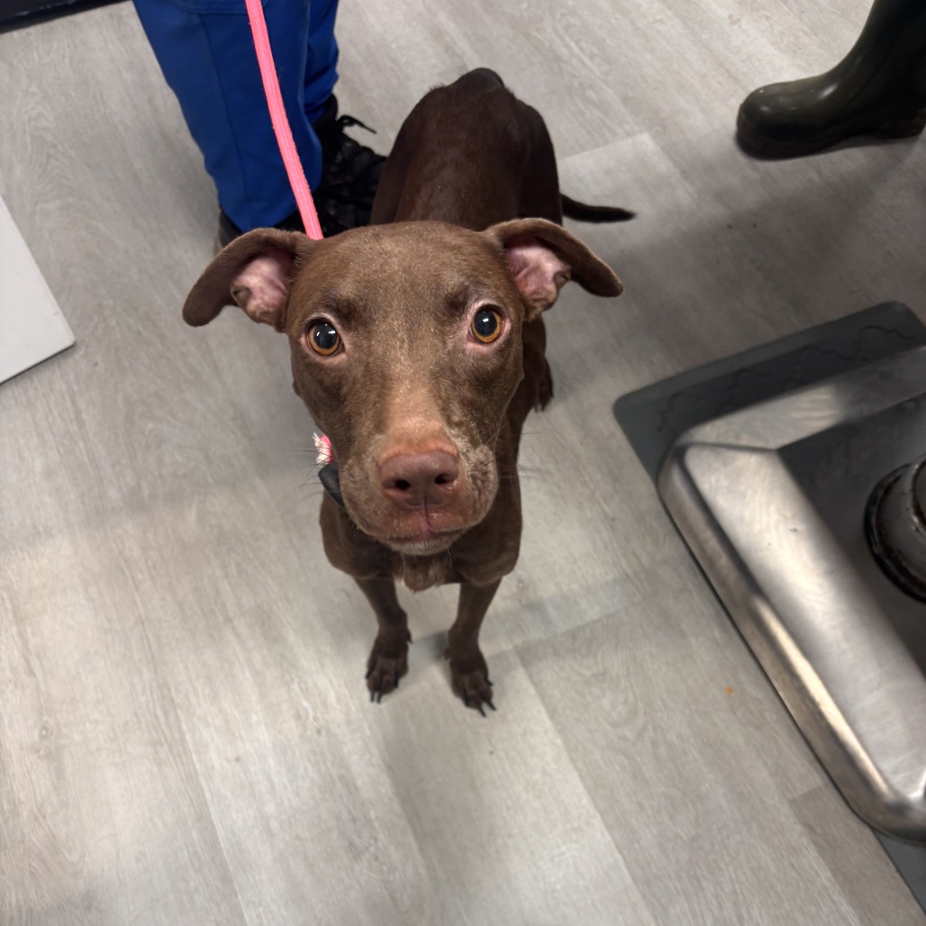 Shelter Stray Female Dog last seen , 1392 NW Shelter Gln, Lake City, FL 32055, USA
