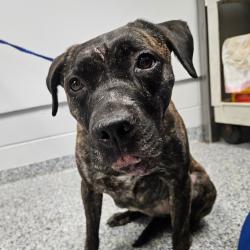Shelter Stray Female Dog last seen , 328 Furman Hall Rd, Greenville, SC 29609, USA