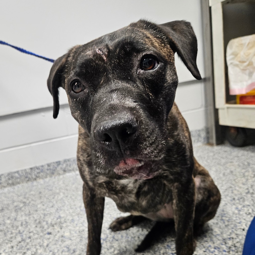 Shelter Stray Female Dog last seen , 328 Furman Hall Rd, Greenville, SC 29609, USA
