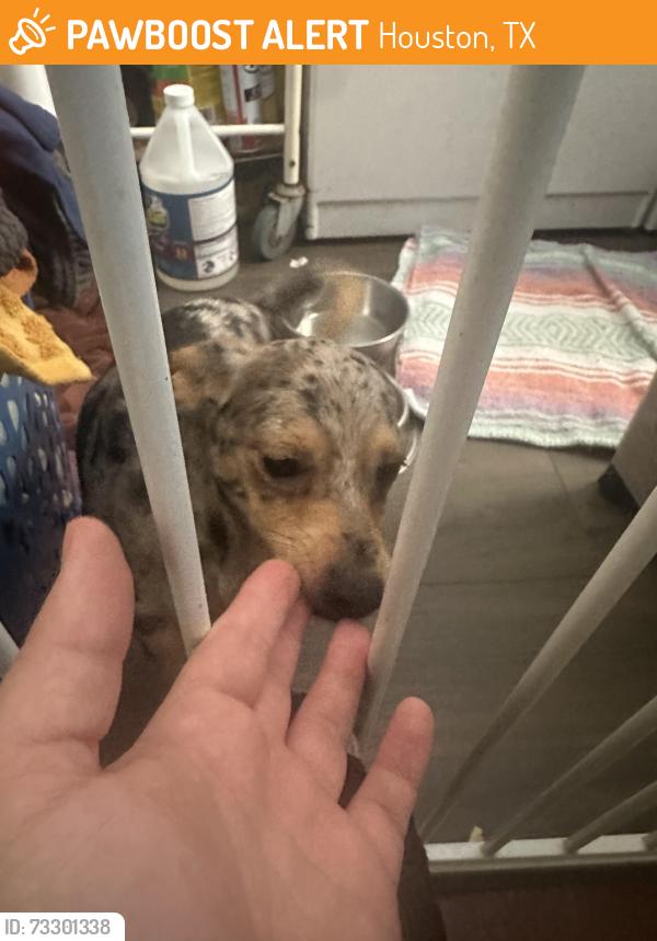 Found/Stray Unknown Dog last seen Ludington and Fairmedow dr., Houston, TX 77071