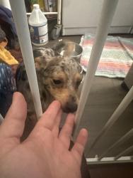 Found/Stray Unknown Dog last seen Ludington and Fairmedow dr., Houston, TX 77071