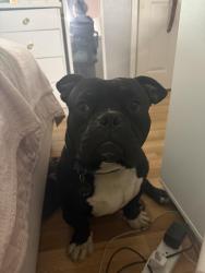 Lost Male Dog last seen Romoland, Romoland, CA 92585