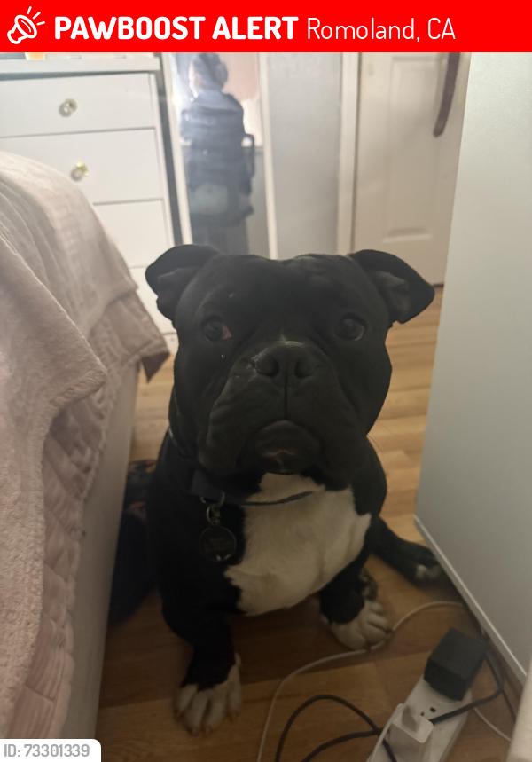 Lost Male Dog last seen Romoland, Romoland, CA 92585