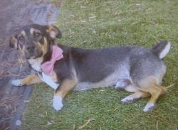 Reunited Male Dog last seen Plaza Bonita Shopping, National City, CA 91950