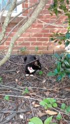 Found/Stray Unknown Cat last seen josh alley, Loudoun Valley Estates, VA 20148