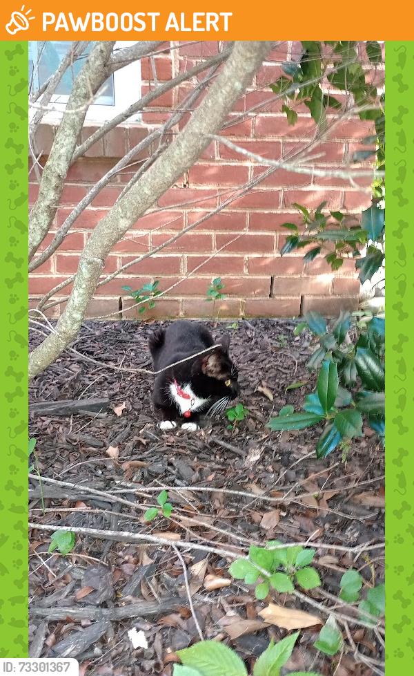 Found/Stray Unknown Cat last seen josh alley, Loudoun Valley Estates, VA 20148