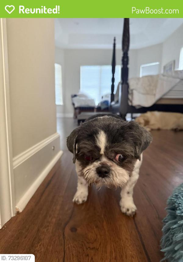 Reunited Female Dog last seen Atlantic and southside, Jacksonville, FL 32225