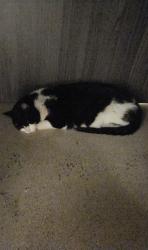 Reunited Female Cat last seen S Navajo and Quincy, Englewood, CO 80110