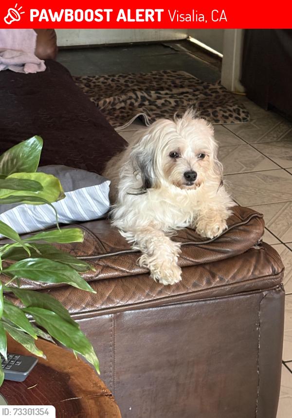 Lost Female Dog last seen Prospect&conyer st, Visalia, CA 93291
