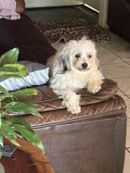 Lost Female Dog last seen Prospect&conyer st, Visalia, CA 93291