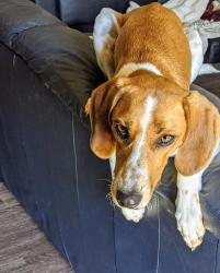 Reunited Female Dog last seen Village way, Nashville, TN 37211