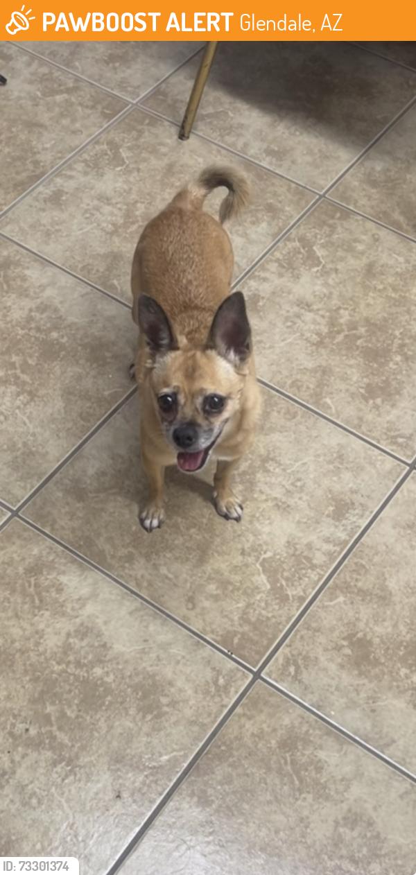 Found/Stray Female Dog last seen 47th Ave and Glendale, Glendale, AZ 85301