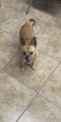 Found/Stray Female Dog last seen 47th Ave and Glendale, Glendale, AZ 85301