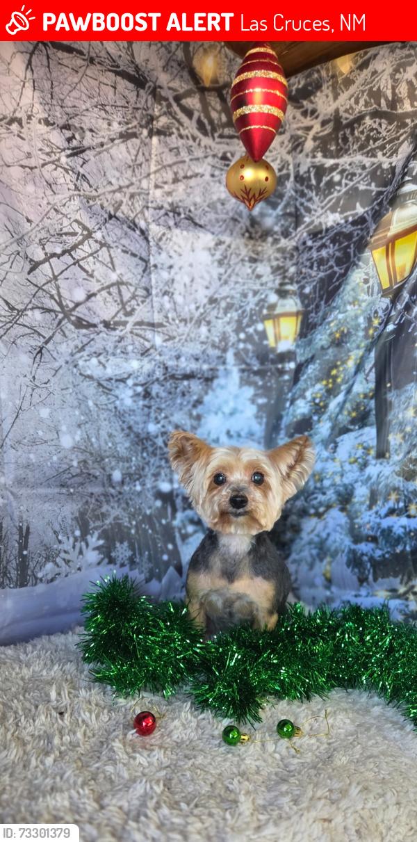 Lost Female Dog last seen Porter Exit, Las Cruces, NM 88012
