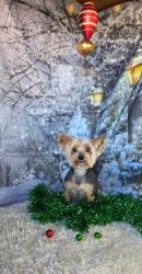 Lost Female Dog last seen Porter Exit, Las Cruces, NM 88012
