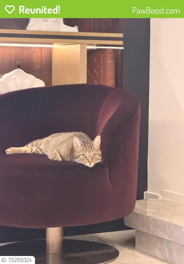 Reunited Male Cat last seen Hoggs hollow, Toronto, ON M4N 2G1
