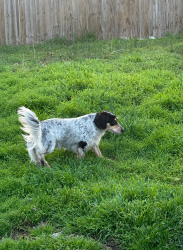 Reunited Male Dog last seen N Wilhite near Main st, Cleburne, TX 76031