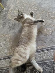 Lost Female Cat last seen Near 101Ave, Surrey, BC V3R 0E8