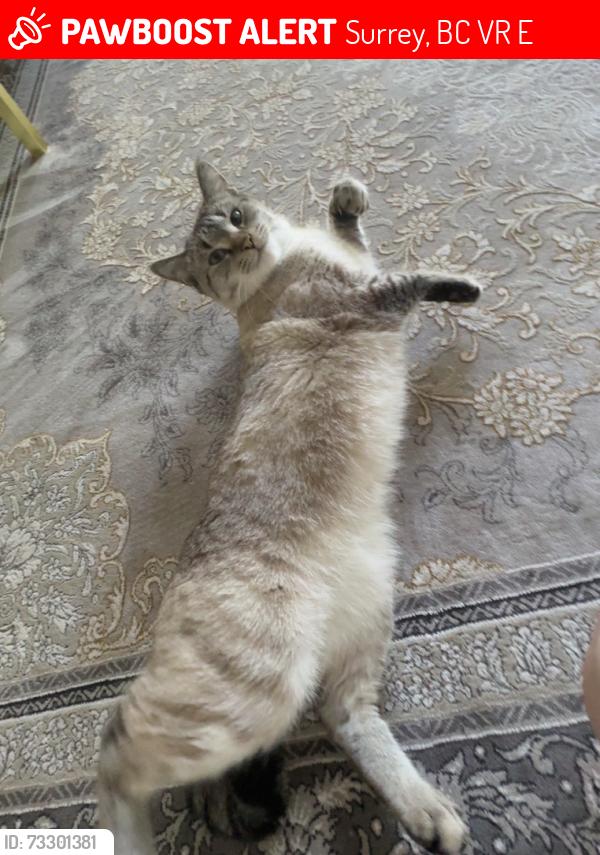 Lost Female Cat last seen Near 101Ave, Surrey, BC V3R 0E8