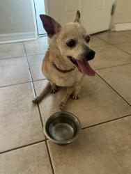 Reunited Male Dog last seen Center Ave, Holly hill, Holly Hill, FL 32117