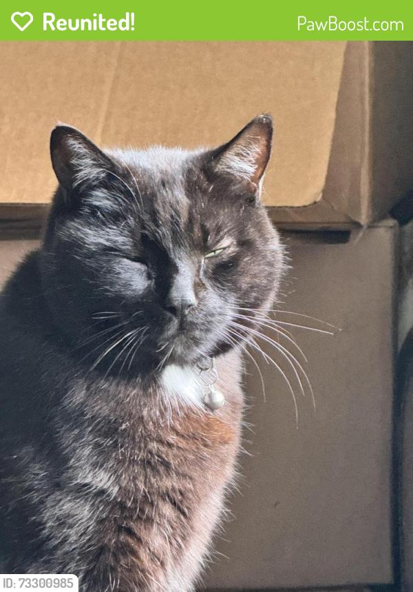 Reunited Male Cat last seen N. Fayetteville, Parkton, NC 28371
