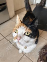 Reunited Female Cat last seen inverness and 15th, Vancouver, BC V5T 2V6
