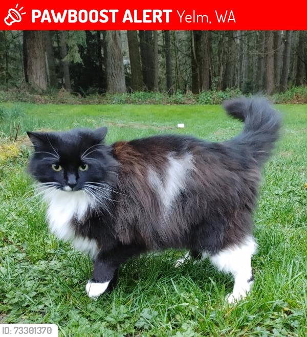 Lost Male Cat last seen Off 148th south of Rainier town on Martinson Rd that takes you to Dylan’s corner, Yelm, WA 98597