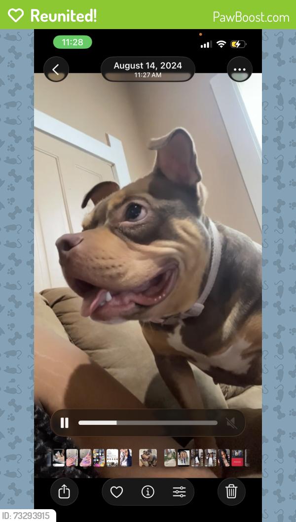 Reunited Female Dog last seen 59th Georgetown, Indianapolis, IN 46254