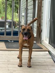 Found/Stray Male Dog last seen Hyw 16 north past Sugarloaf apple hse, Taylorsville, NC 28681