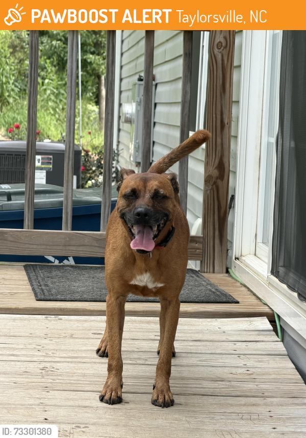 Found/Stray Male Dog last seen Hyw 16 north past Sugarloaf apple hse, Taylorsville, NC 28681