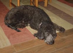 Reunited Female Dog last seen Tonbridge Ln, Winston-Salem, NC 27106, USA, Winston-Salem, NC 27106